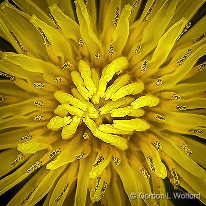 Dandelion Closeup_DSCF01453.jpg - Photographed at Smiths Falls, Ontario, Canada.